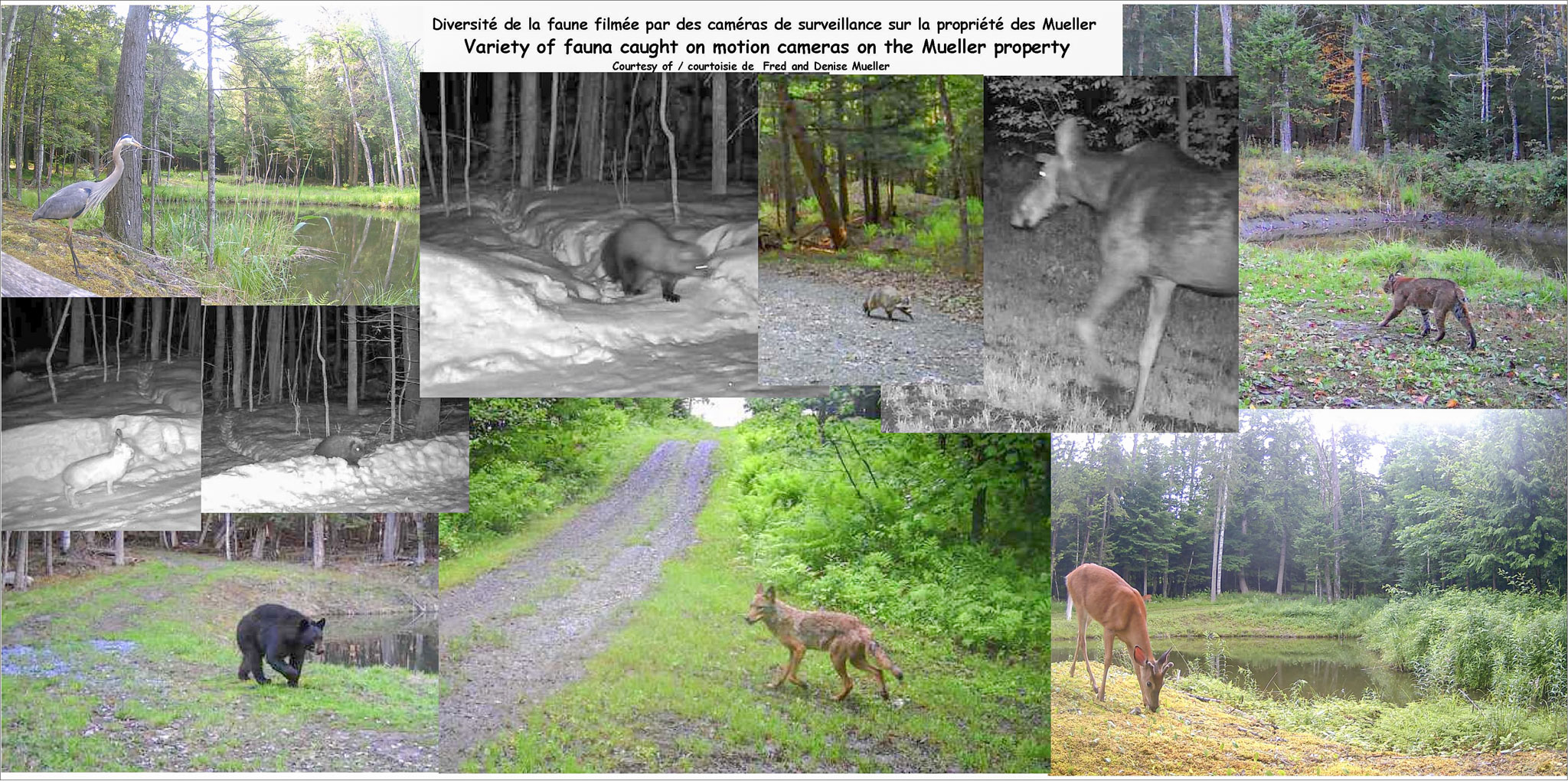 Nature walk poster #7